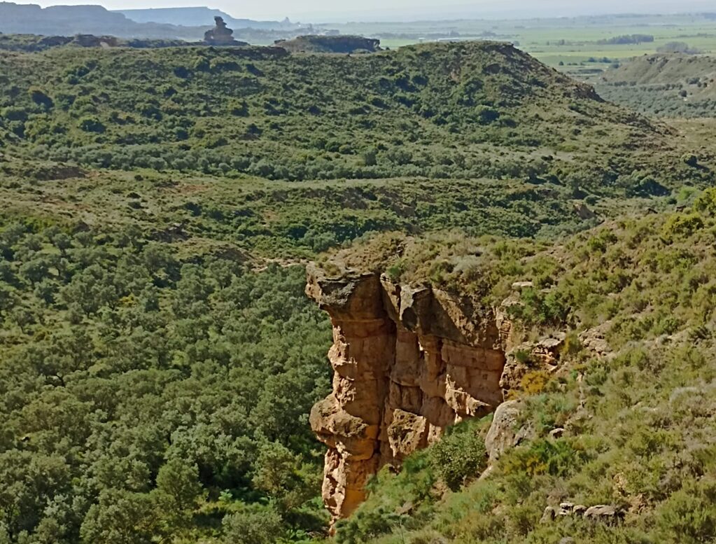 Observación e identificación de fauna durante el curso AFDA0012