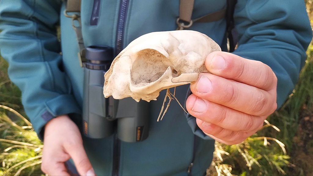 Identificación de restos de fauna durante la formación AFDA0012