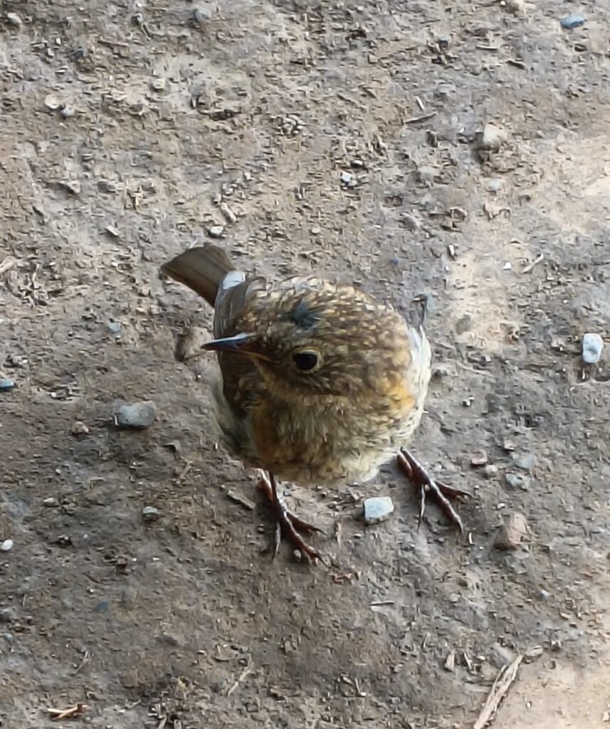 Observación de aves y fauna en el medio natural durante AFDA0012